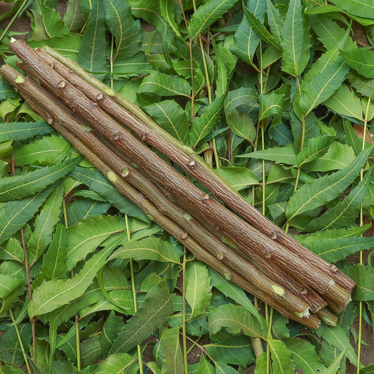 BotanicAura Natural Neem Datun Sticks - Organic Oral Care for Fresh Breath and Healthy Gum